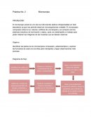 Práctica - Microscopia