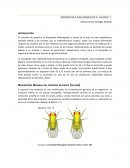 Descripción General del fenotipo mutante (yellow)