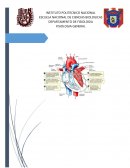Practica musculo cardiaco equipo