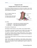Anatomia de triangulos de cuello