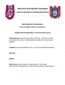 PRÁCTICA(S): REACCIONES DE AMINOÁCIDOS Y PROTEÍNAS. PRECIPITACIÓN, SEPARACIÓN Y PUNTO ISOELÉCTRICO DE PROTEÍNAS