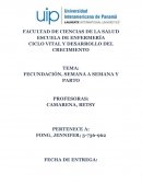 FECUNDACIÓN, SEMANA A SEMANA Y PARTO