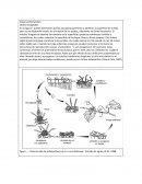 Clase Leotiomycetes