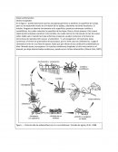 Clase Leotiomycetes