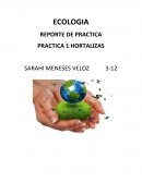 REPORTE DE PRACTICA PRACTICA 1 HORTALIZAS