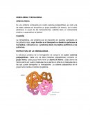 HEMOLOBINA Y MIOGLOBINA