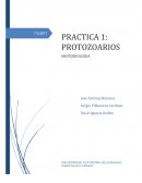 Practica de protozoarios al microscopio