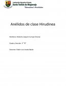 Anélidos de clase Hirudinea