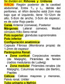ANATOMIA RENAL Se dividen en: Riñones y Uréteres