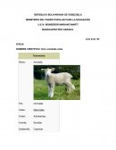 Caracteristica de animales oveja y escarabajo