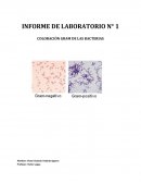 Experimento: coloracion gram de las bacterias