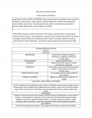 Músculos del cuerpo humano. De que manera se clasifican