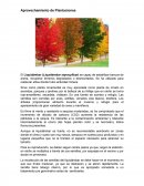 Aprovechamiento de Plantaciones