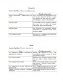 Matricaria recutita Linnaeus