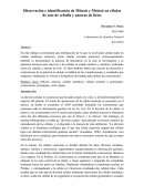 Observación e identificación de Mitosis y Meiosis en células de raíz de cebolla y anteras de lirios