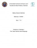 Anatomia y Fisiologia I