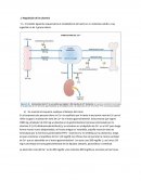 Endocrino. Regulación de la calcemia