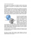 ¿Cómo funciona nuestro cerebro?