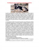 Investigación sobre el problema de abandono de perros
