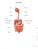 Ensayo sobre el Sistema digestivo