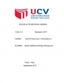 MORFOFISIOLOGIA Y BIOQUÍMICA II