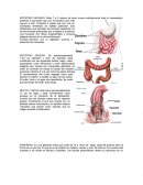INTESTINO DELGADO. INTESTINO GRUESO