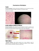 Descripciones Hidrológicas 2