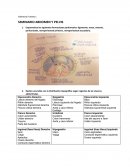 Valentina Fuentes L SEMINARIO ABDOMEN Y PELVIS