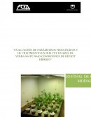EVALUACIÓN DE PARÁMETROS FISIOLÓGICOS Y DE CRECIMIENTO EN DOS CULTIVARES DE YERBA MATE BAJO CONDICIONES DE DÉFICIT HÍDRICO