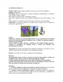 Aconitum napellus, planta muy venenosa