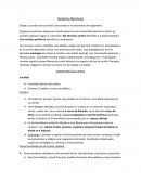 Sistema Nervioso Dirige y coordina las funciones conscientes e inconscientes del organismo