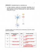 Transmision neuronal reseña