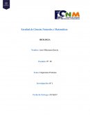 Organismo Protistas Investigación: N° 1