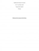 Biología Informe de las moscas de las frutas