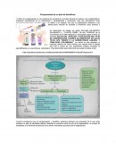 Componentes plan de beneficios