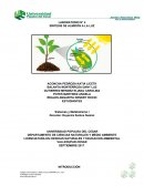 Trabajo de la fotosistesis de las plantas