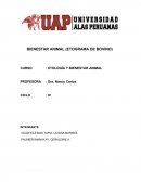 BIENESTAR ANIMAL (ETOGRAMA DE BOVINO)