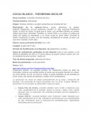 COCOA BLANCO - THEOBROMA BICOLOR