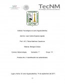 Practica Identificacion de carbohidratos