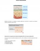 Modelo del cemento y los ladrillos Los lípidos epidérmicos conforman el cemento que mantiene unidas las células de la capa córnea