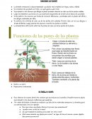 Los viajes de la semilla