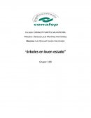 Pintando árboles en la escuela: Una experiencia grupal