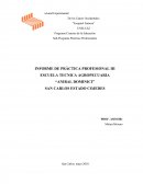 INFORME DE PRÀCTICA PROFESIONAL III