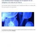 Las meditaciones nacidas en el espacio no se adaptan a la vida en la Tierra