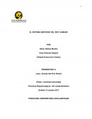 EL SISTEMA NERVIOSO DEL SER HUMANO