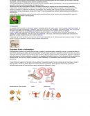 Los sistemas externos soportan proporcionalmente menos peso que los endoesqueletos del mismo tamaño