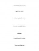 Anatomía Dental Grupo de Incisivos