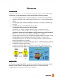 Ribosomas Estructura