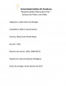 Macromoleculas biologicas