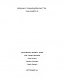 NEURONA Y COMUNICACIÓN SINAPTICA (GUIA NUMERO 2)